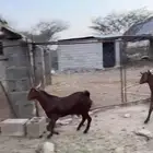 مشاريع فحول دهم مأصلة