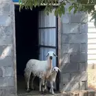 نعجة بلدي صفرا ( ثنية - متبع )