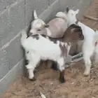 جفرات قزم بعمر شهر