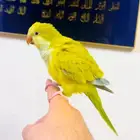 كويكر تفاحي اليف جدا جدا وهدد
