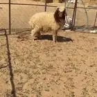 غنم