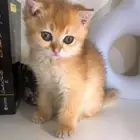 قط سكوتش فولد ny12