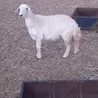 للبيع نعجة حرية