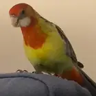 روزيلا اليف هدد