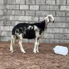 شاة نجدية ذبح المزاحمية