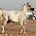 فرس ومهر للبيع واهو