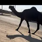 للبيع الجمل عليه 10 وعلى مخوف الأمير متعب