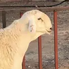مشروع حري فاخر ( تم البيع )