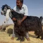 فحل عارضي صنف فاخر