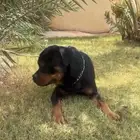 روت وايلر مدرب