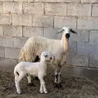 نعجة بلدية صفرا ( ثنية متبع )