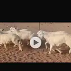 أضاحي طليان حرية فاخرة. تم البيع تم البيع