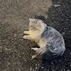 لقيت قط مفقود بحي الملك فهد