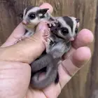 سنجاب شوقر قلايدر .. السنجاب الطائر