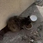 قطه بيت في الشارع