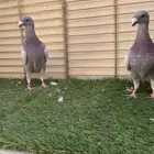 فحلين هومر ميلي بار حوامل كاكي شررط