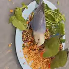 طيور روز