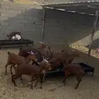 حيونات
