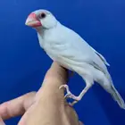 جاوا سيلفر تربيه