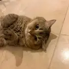 بسة سكوتش بيور للبيع مستعجل على السوم