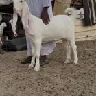 جفره مطوره صنف