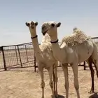 قعود وبكره حيسونيات