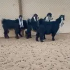 للبيع جفار صنف وتيس