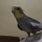 سلام عليكم كروان مفقود في الصفوة اليرموك