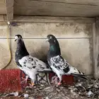 للبيع