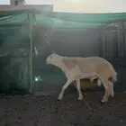 مشروع حري فاخر
