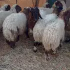 نعيم العدد 20