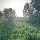 حزم برسيم مجبس لأهل الحلال