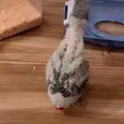 كاسكو محجل
