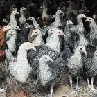 فراريج