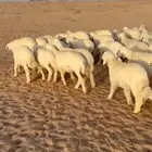 بهم حري طيب