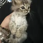 بسة شيرازي زغيرونة