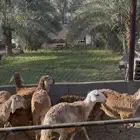 رخال سواكن درمانيه