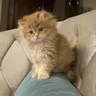 مطلوب قط للتبني يكون عمره صغير