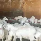 خرفان ورخال للبيع