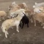 غنم رفيدي جذعان فل