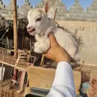 الماعز القزم