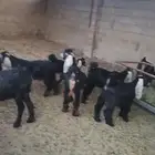 تيوس العدد 10