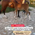 مهر فاخر مكس جمال