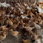 صوص دجاج بلدي ( تم البيع الله يبارك لشاري و يعوض للبايع )