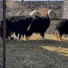 طلي نجدي مشروط