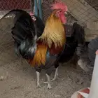 اعلان ديك ودجاجه فري عربي