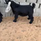 مشروع فحل عارضي خصم