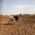 عسف وترويض