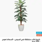 شجرة