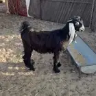تيس شحم